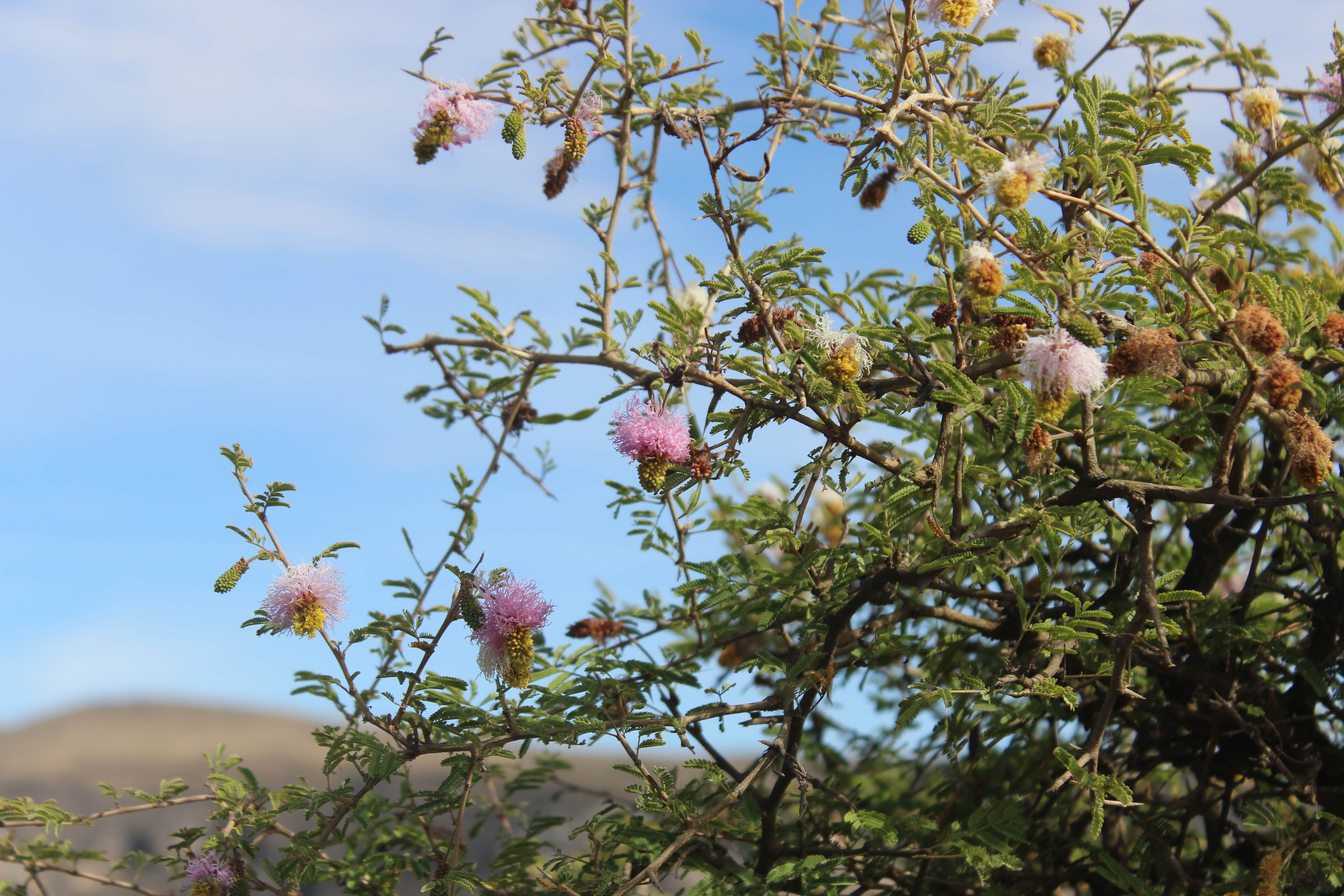 Plant Image